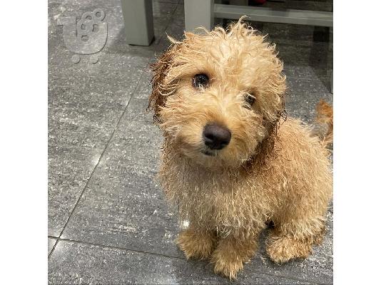 Παιχνίδια αρσενικά και θηλυκά κουτάβια Poodle προς πώληση....